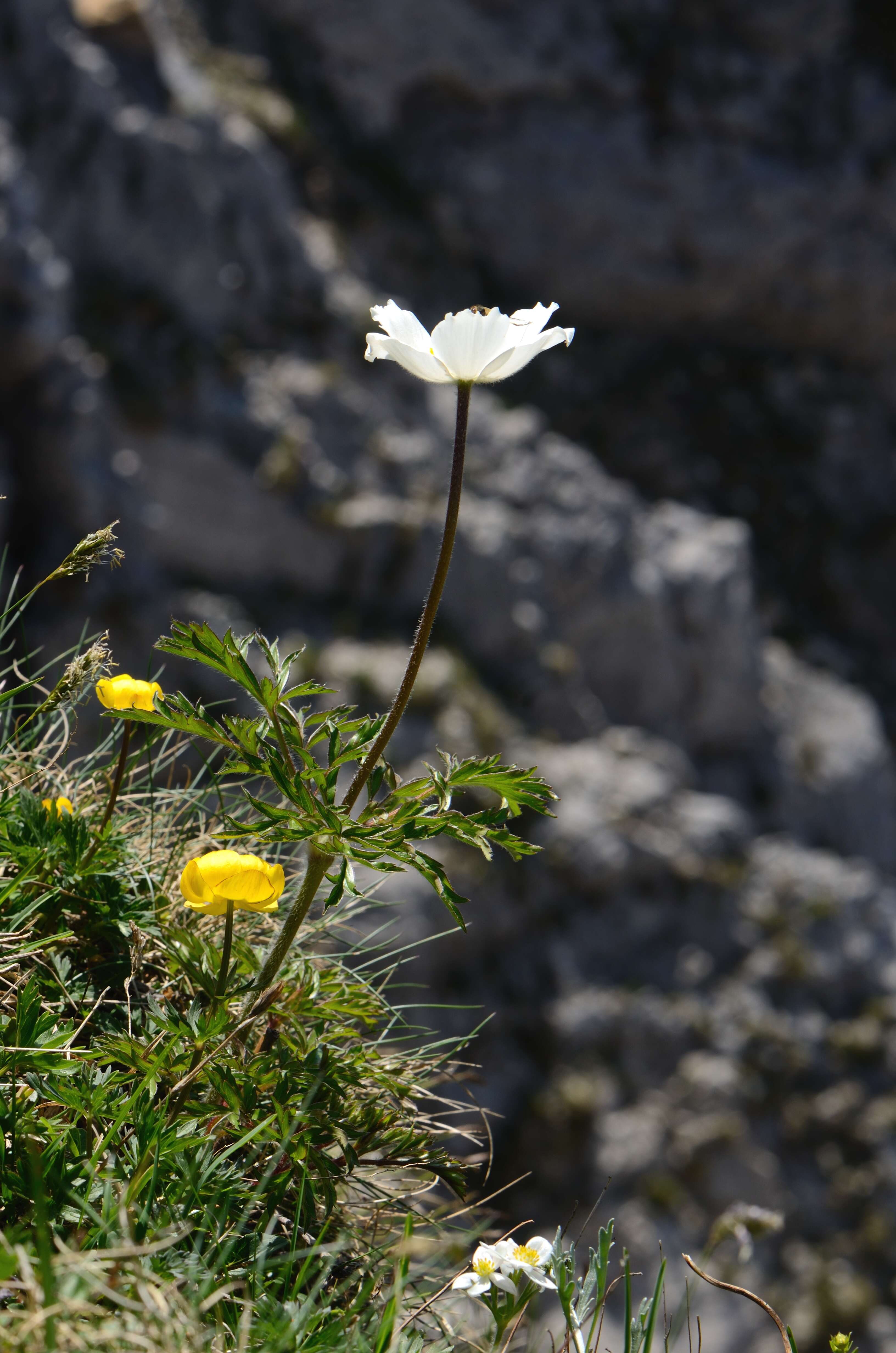 Image de Pulsatille des Alpes