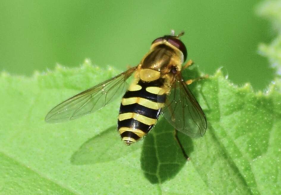 Plancia ëd Syrphus ribesii (Linnaeus 1758)