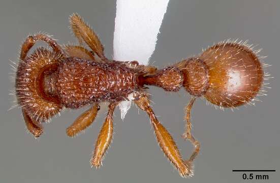 Image of Tetramorium hispidum (Wheeler 1915)