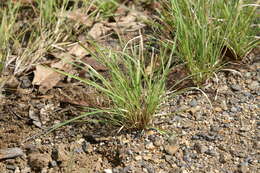 صورة Cymbopogon refractus (R. Br.) A. Camus