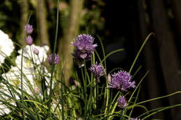 Image of wild chives