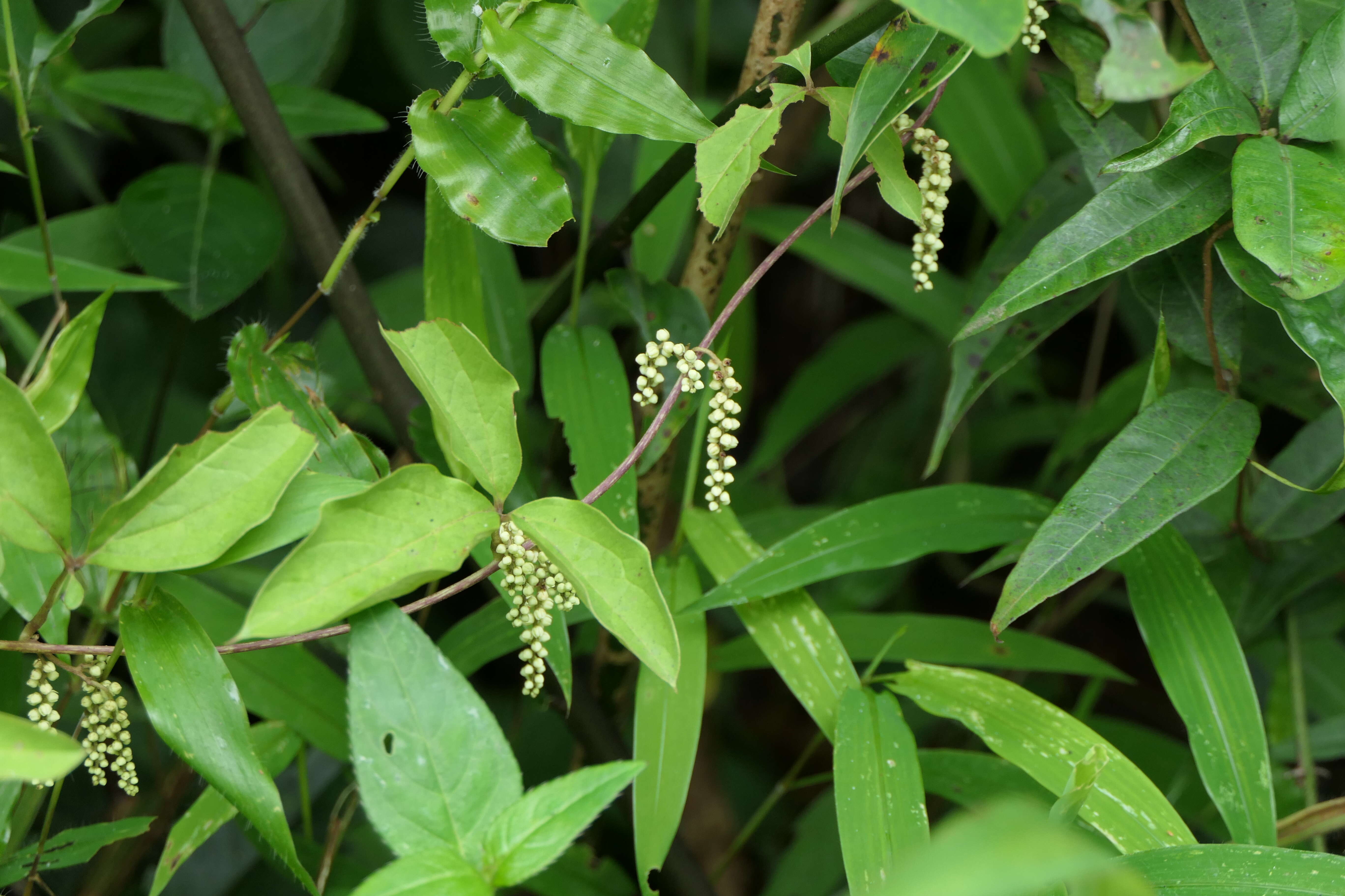 Image of fiveleaf yam