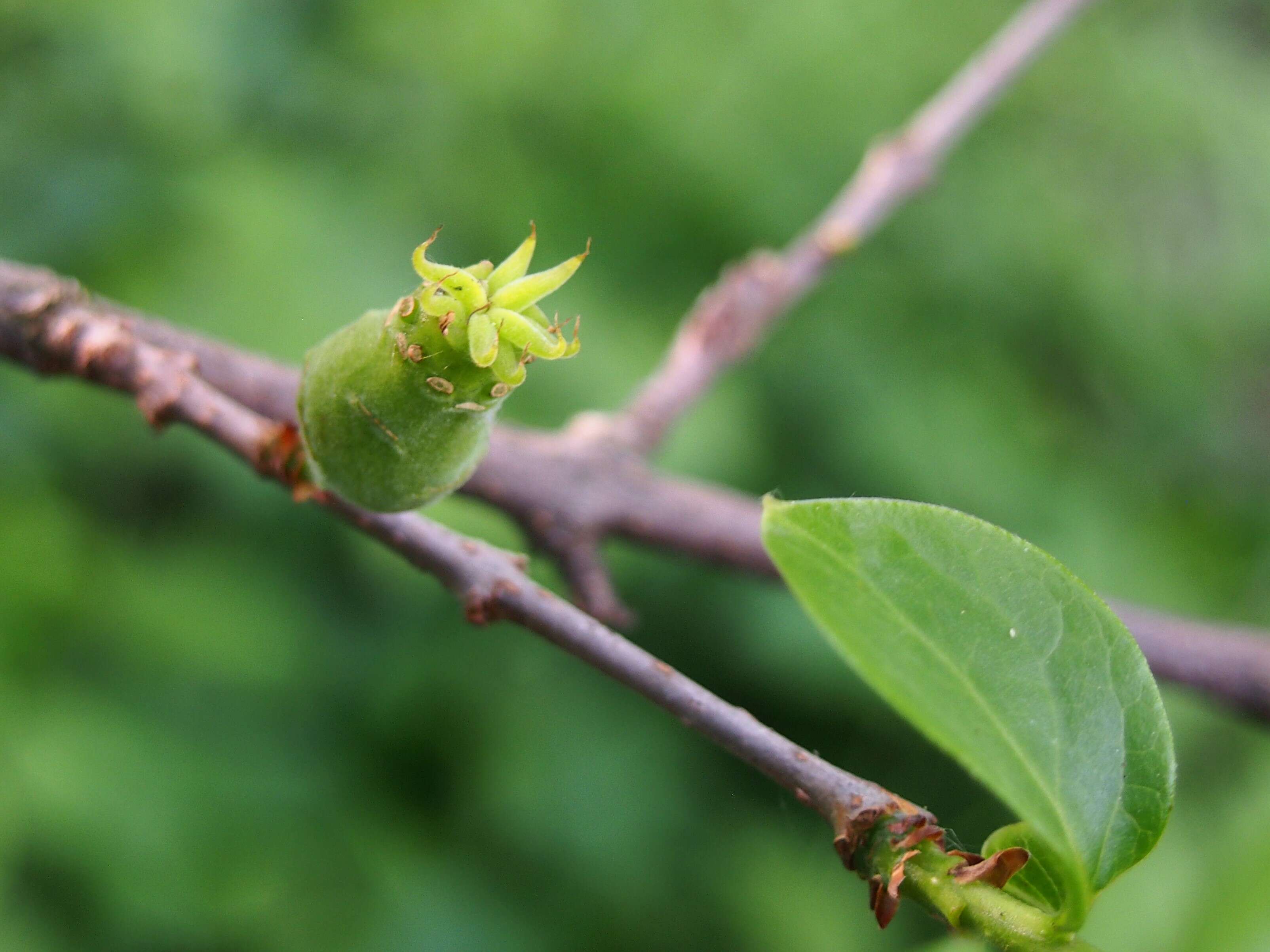 Image de Chimonanthus praecox (L.) Link