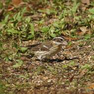 Image of Rose-breasted Grosbeak