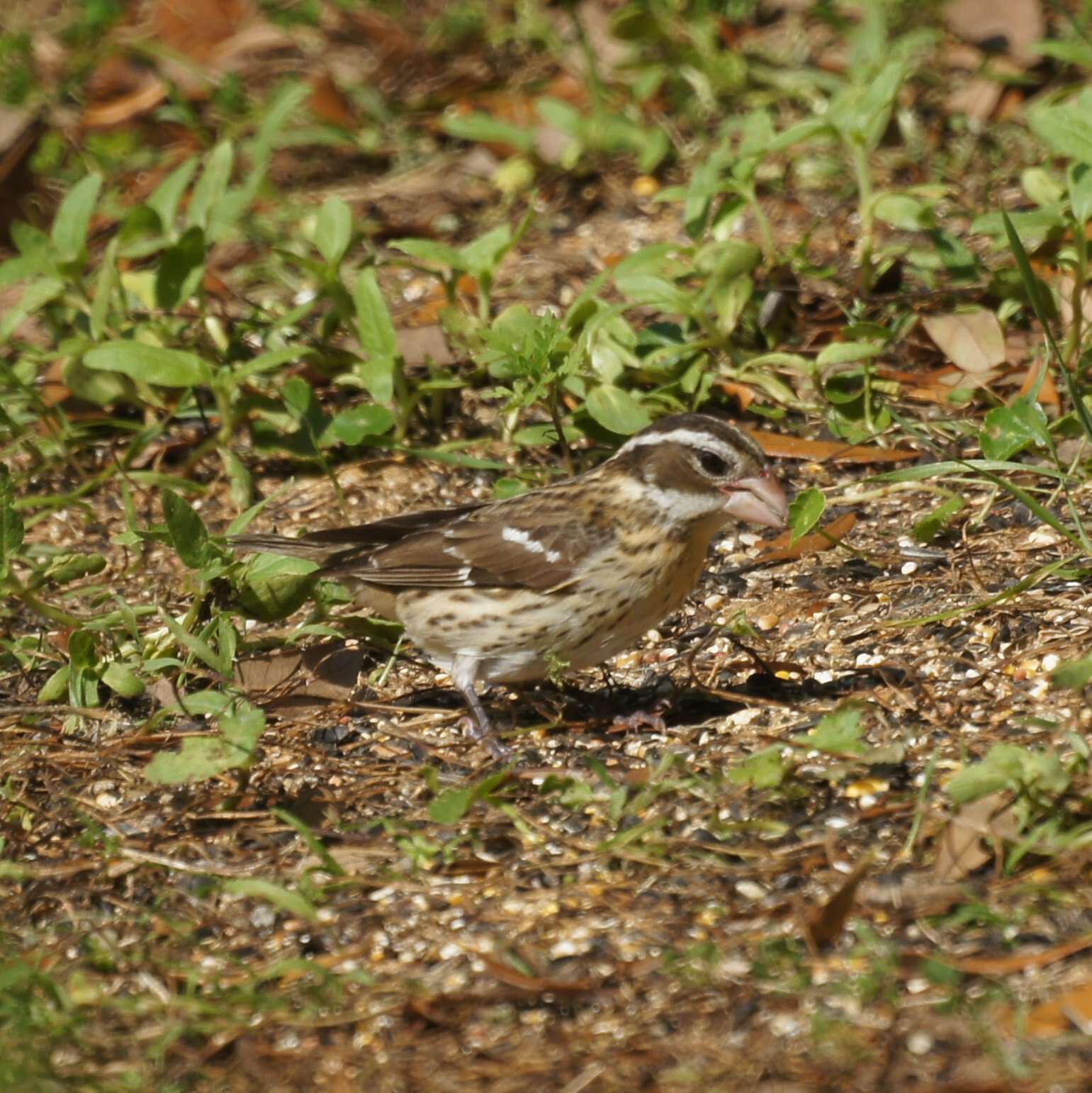 Image of Rose-breasted Grosbeak