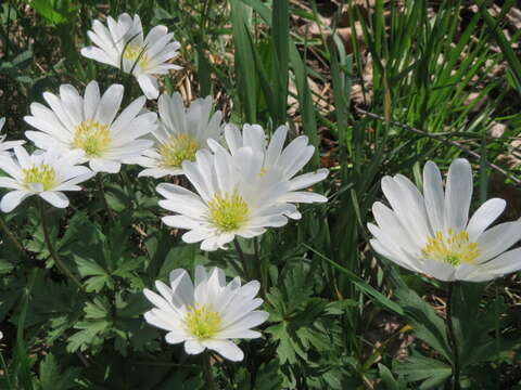 Image of Balkan Anemone