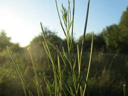 Image of american willowherb