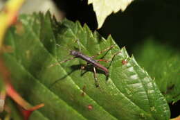 Image of Hoploclonia cuspidata cuspidata Redtenbacher 1906