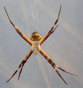 Image of Silver Argiope