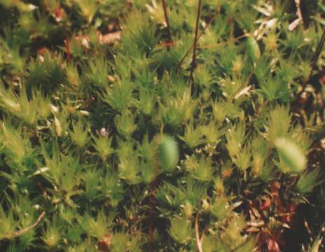 Image of pohlia moss