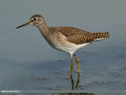 Image of Wood Sandpiper