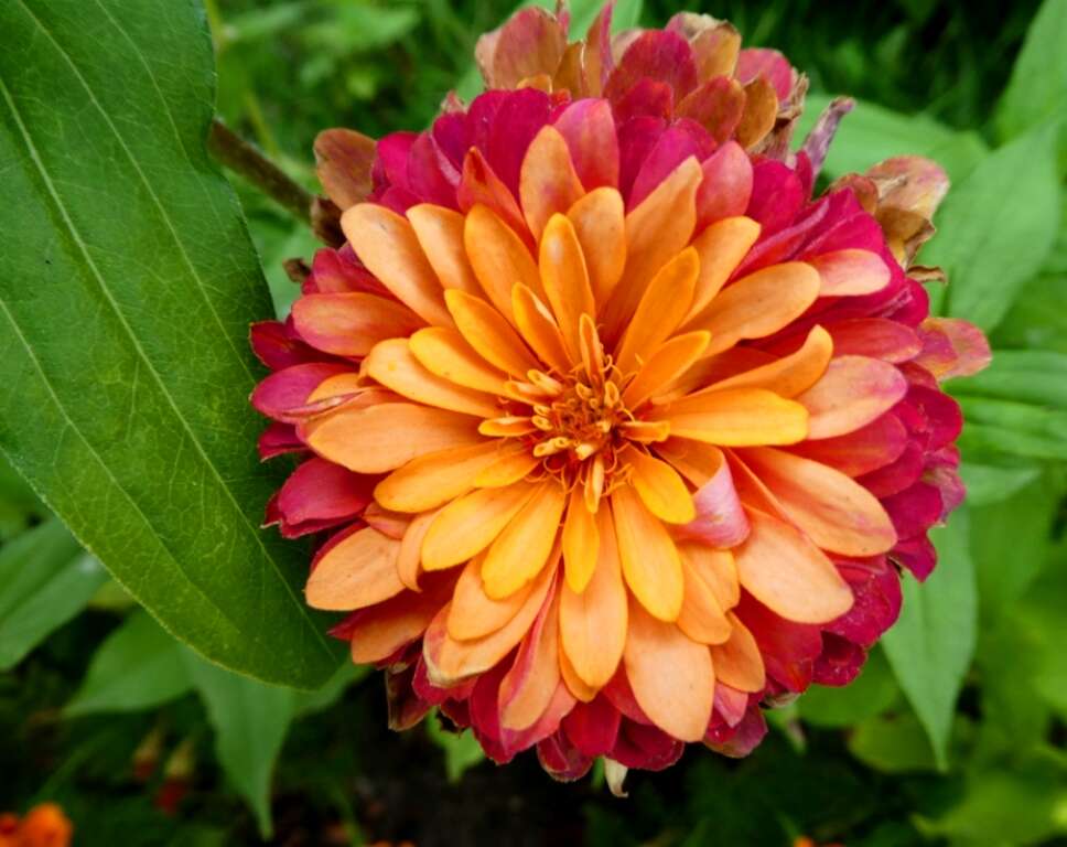 Image of ELEGANT ZINNIA