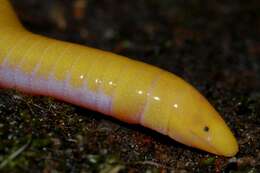 Image of Aqua Ize Caecilian