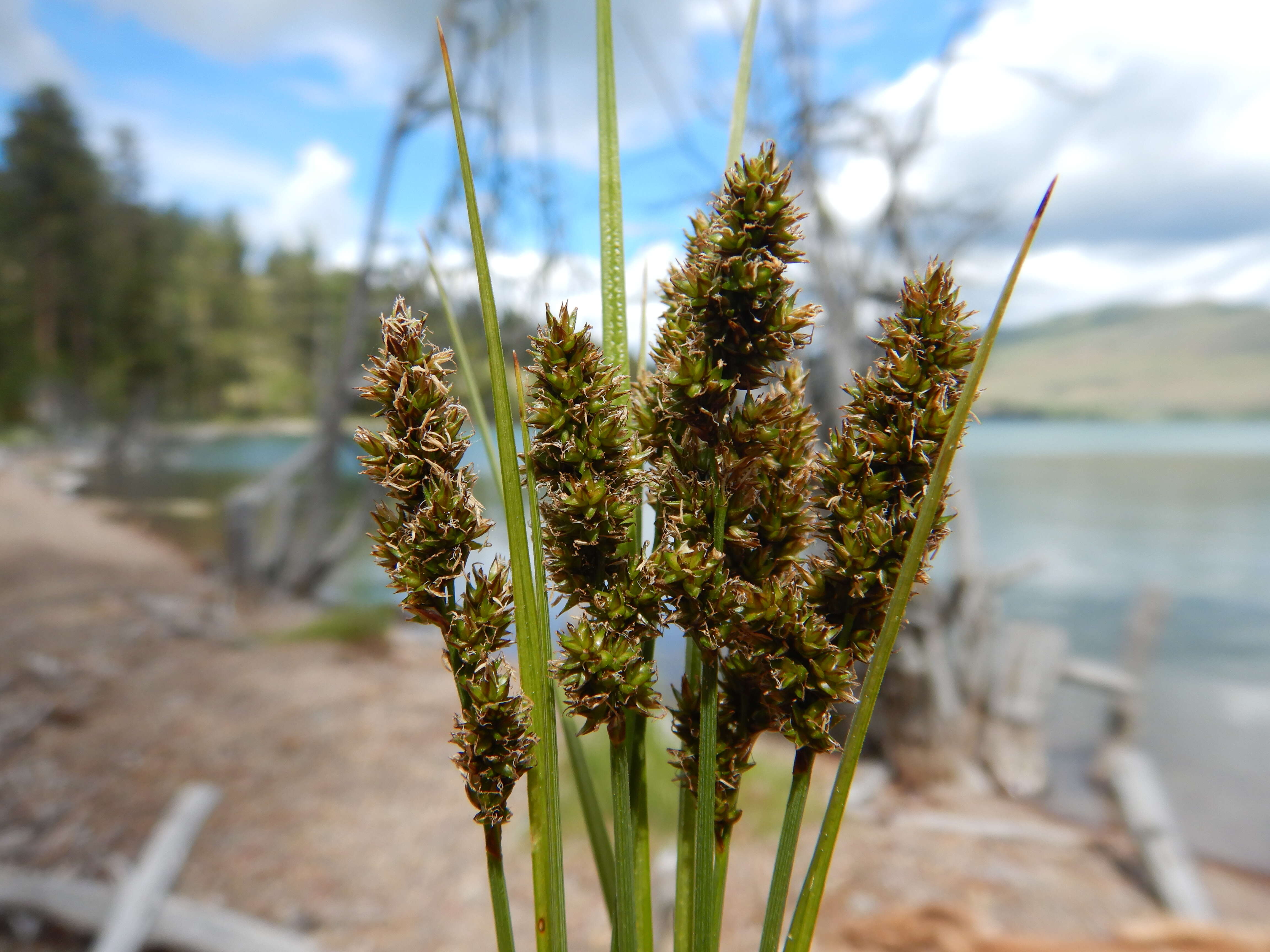 Image of Brown fox sedge