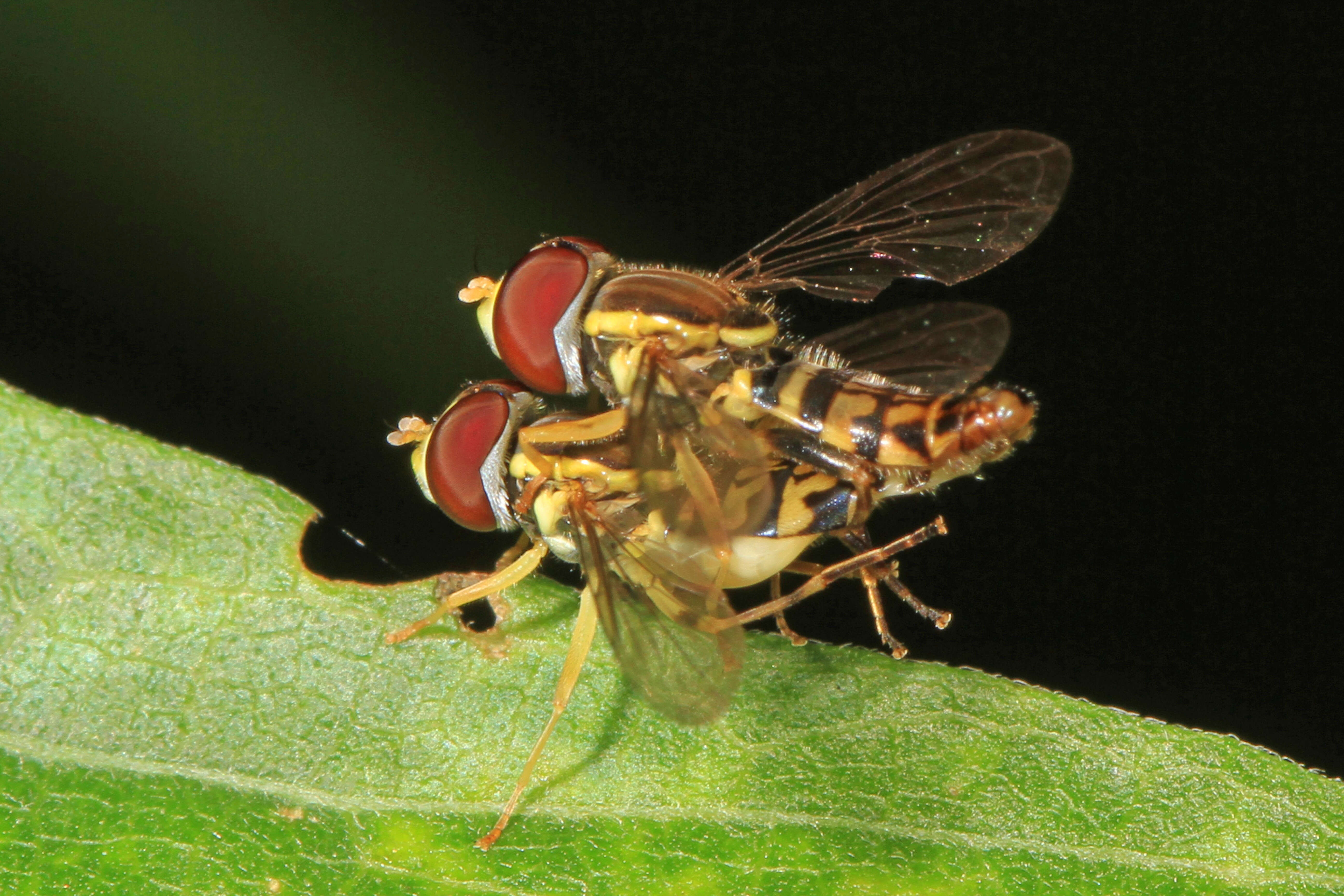 Image of Syrphid fly