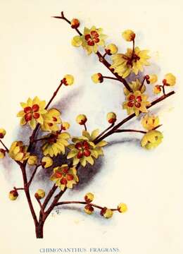 Image de Chimonanthus praecox (L.) Link