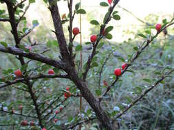 Image of rockspray cotoneaster