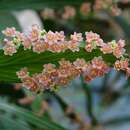 Image de Phyllanthus latifolius (L.) Sw.