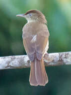 Image of Charlotte's Bulbul