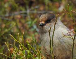 Image of Siberian Jay