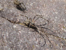 Image of Gray Cross Spider