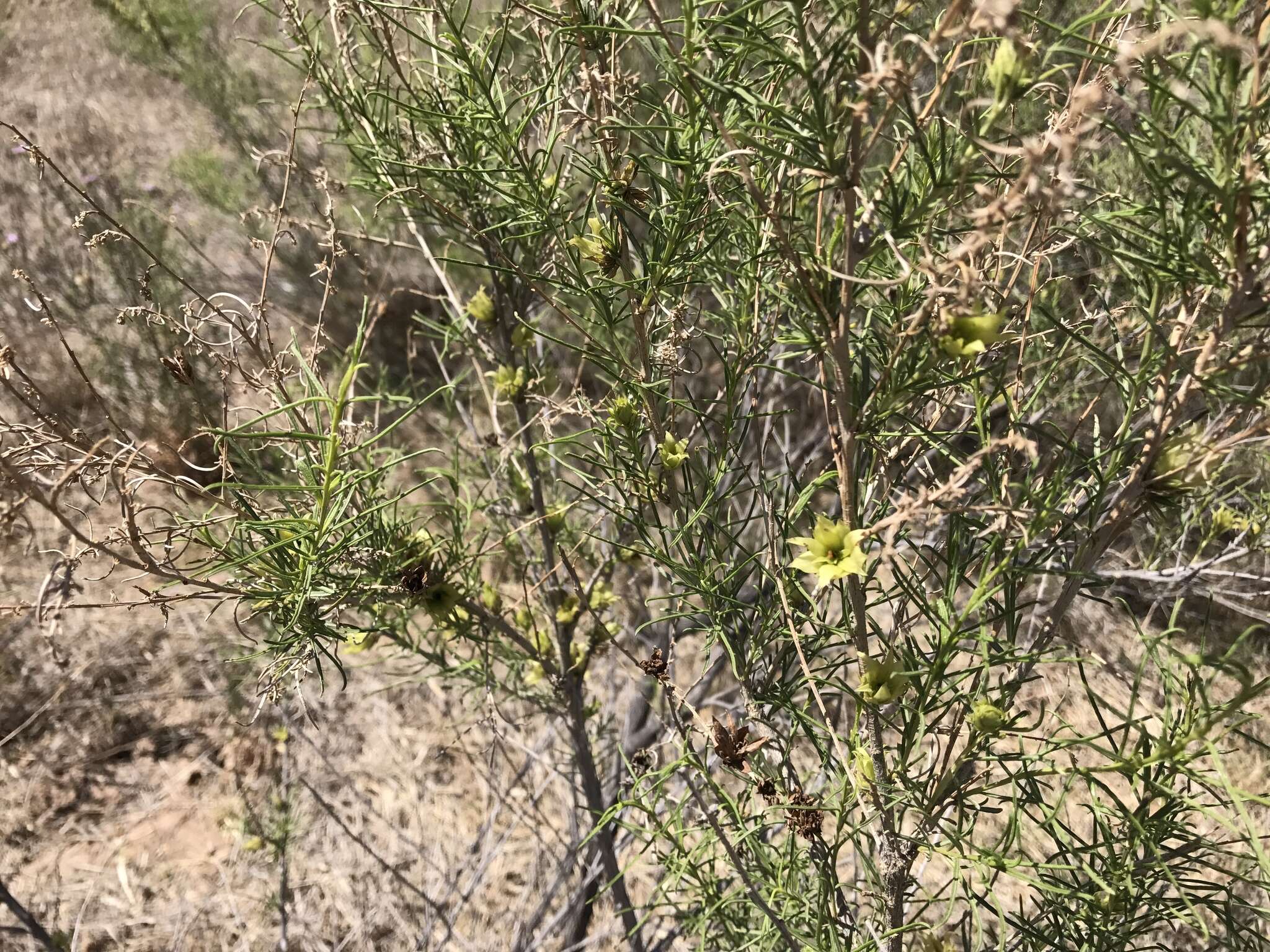 Image of Needle-Leaf Burrobush