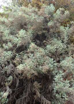 Image of Artemisia thuscula Cav.