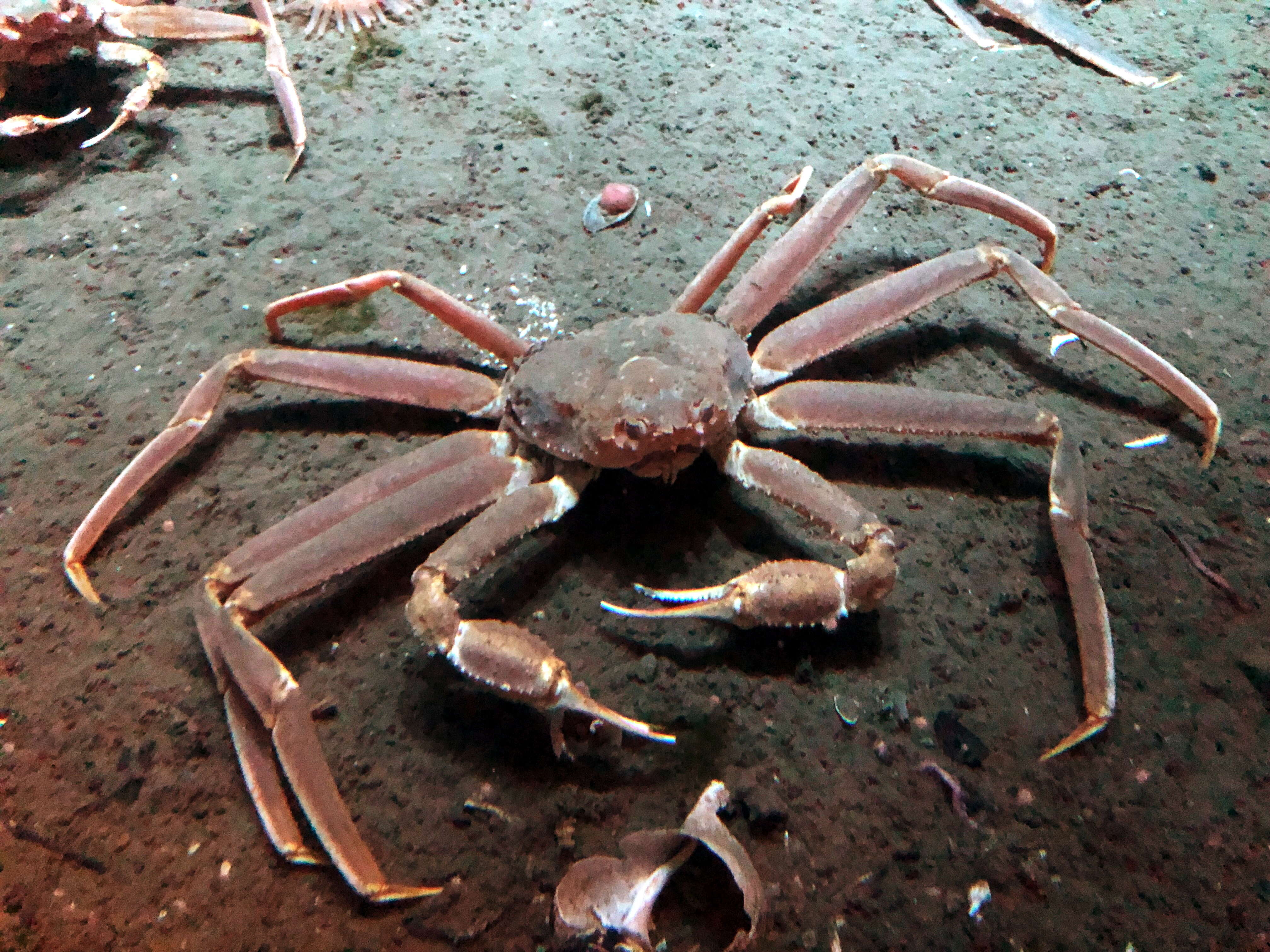 Image of Snow Crab