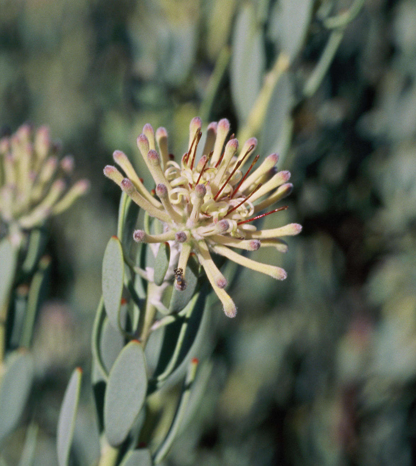 Plancia ëd Vexatorella alpina (Salisb. ex Knight) J. P. Rourke