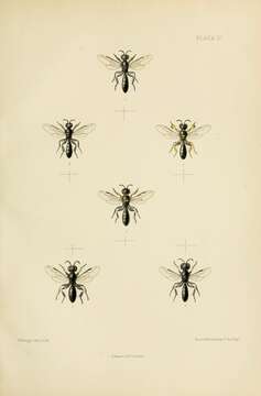 Image de Crossocerus palmipes (Linnaeus 1767)