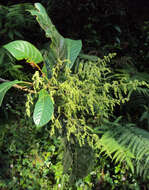 Image of Meliosma simplicifolia (Roxb.) Walp.