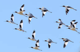 Image of Australian Red-necked Avocet