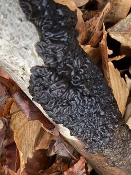 Image of Black Witches' Butter