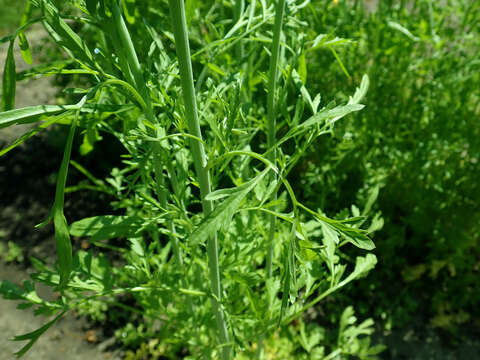 Image of gardencress pepperweed