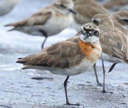 Image of Lesser Sand Plover