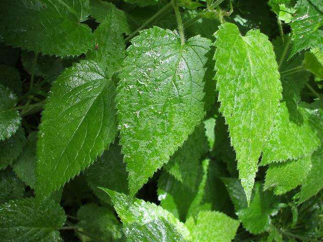 Image of Common Nettle