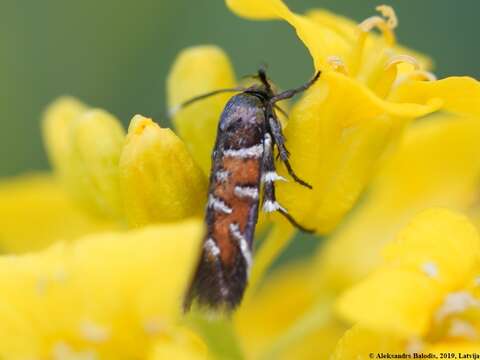 Pancalia leuwenhoekella Linnaeus 1758的圖片