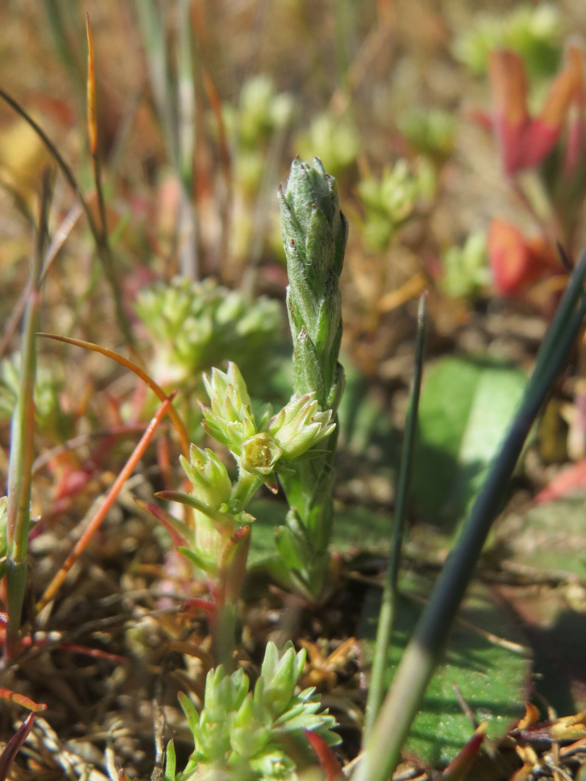 Logfia arvensis (L.) Holub resmi