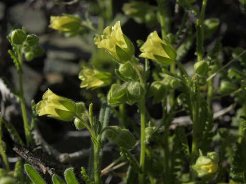 Image of whisperingbells