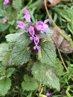 Image of purple archangel