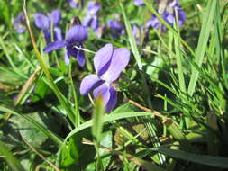 Image of sweet violet