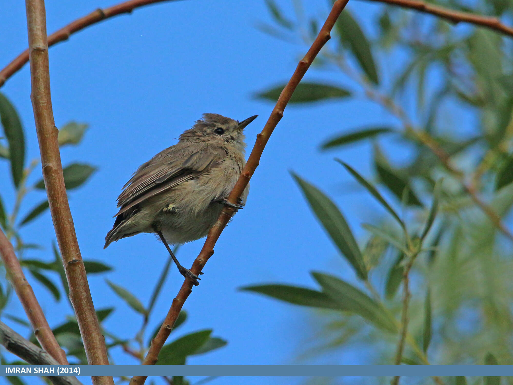 Image of Mountain Chiffchaff