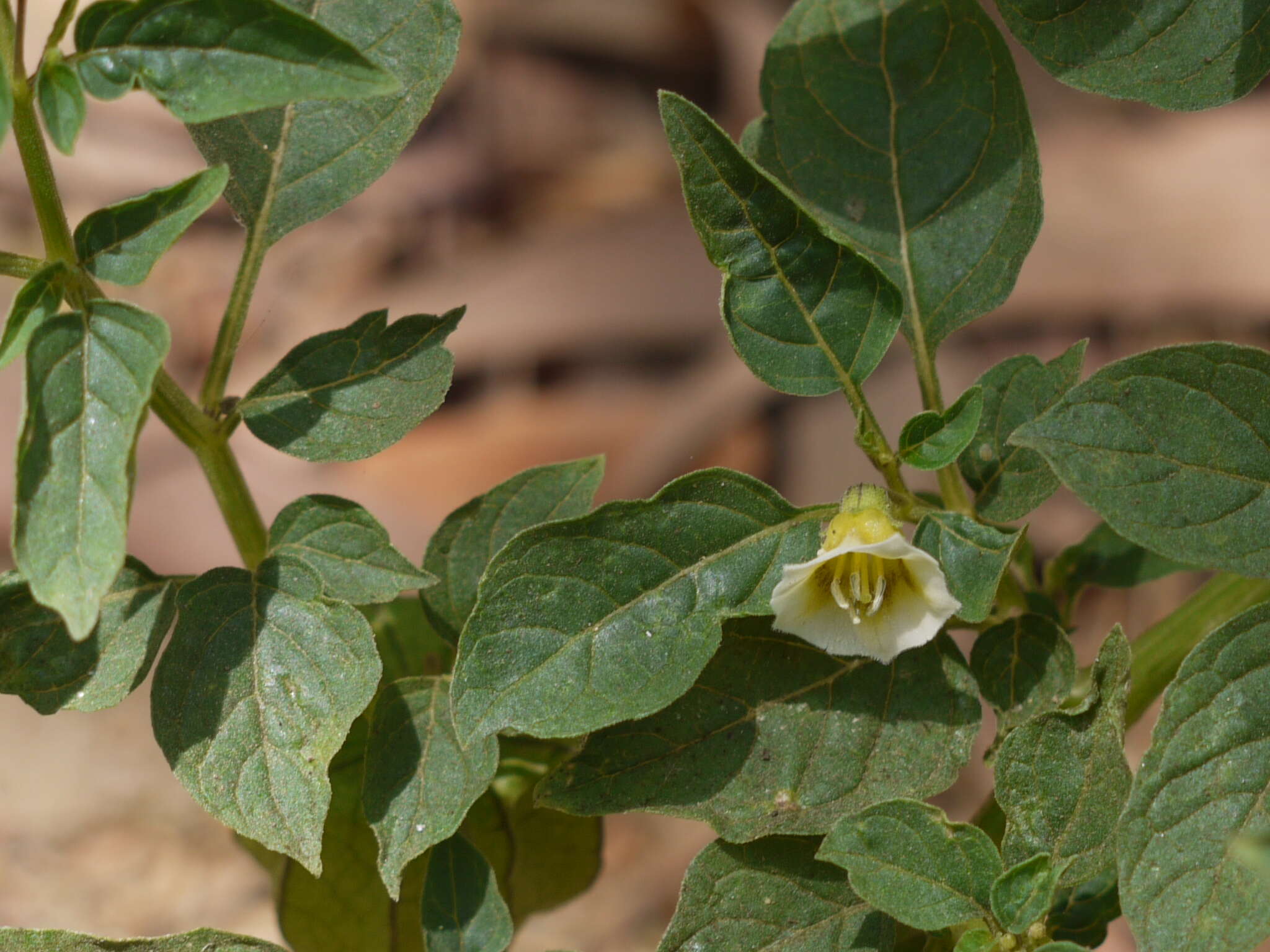 Image of cutleaf groundcherry