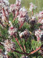 Image of marshmallow spiderhead