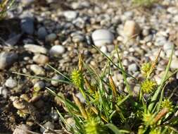 Image of Carex viridula