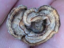 Image of Turkey Tail