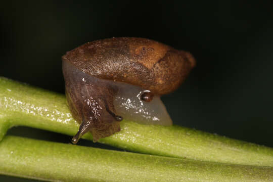 Image of amber snail