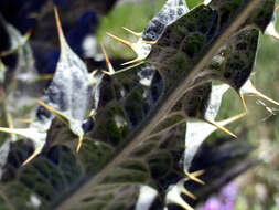 Image of Moor's Cotton Thistle