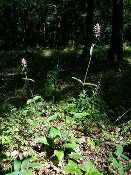 Image de Betonica officinalis L.