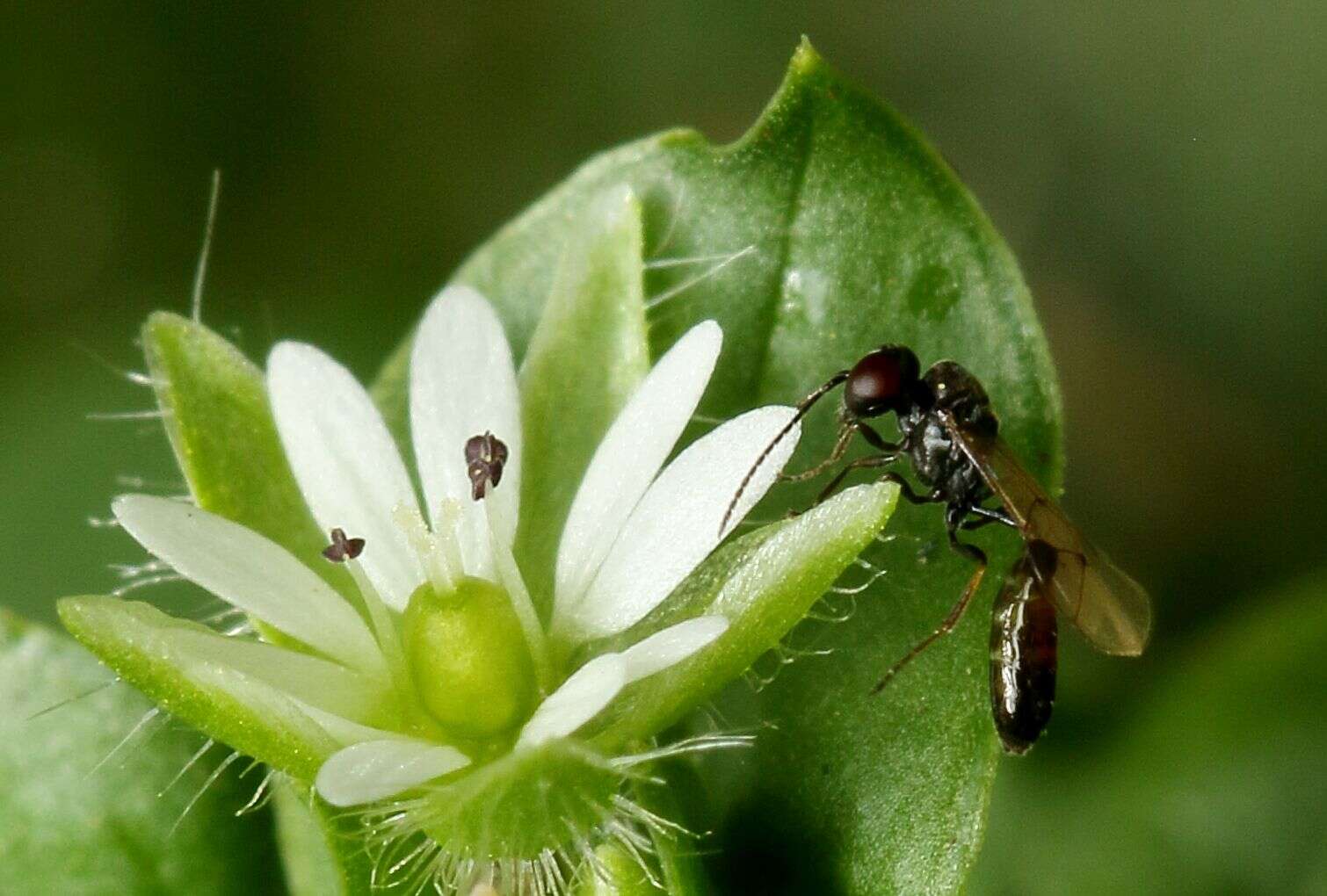 Image of Tersilochinae